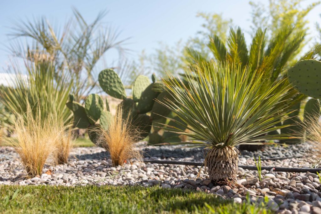 Arid landscaping in Arizona with a yucca plant, prickly pear cacti, and dry grasses on a bed of white and gray pebbles with a drip irrigation line. Lush green lawn in the foreground.